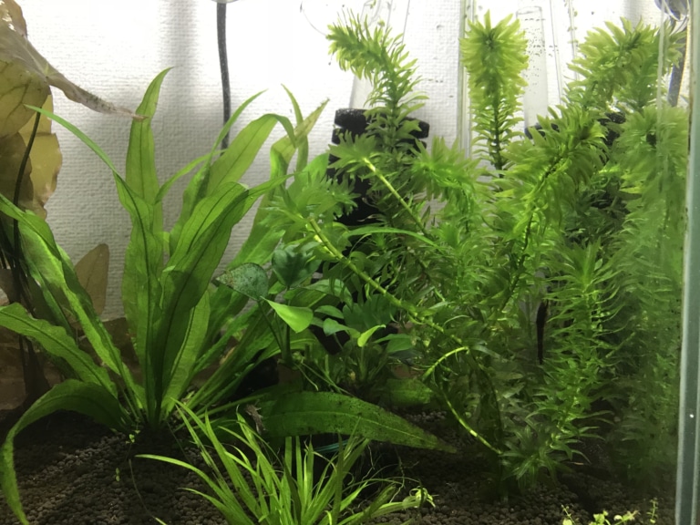 アクアリウムでco2添加を開始 Co2添加に必要な器具を紹介します Hobbyfields